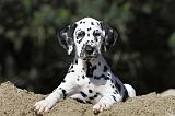 DALMATIEN 061